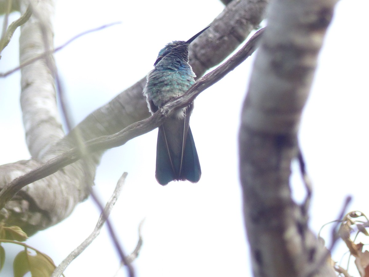 White-vented Violetear - ML645056888