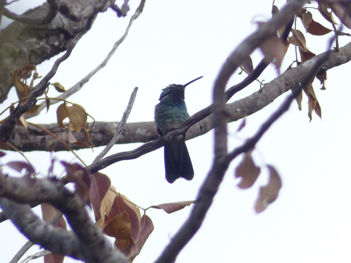 White-vented Violetear - ML645056889