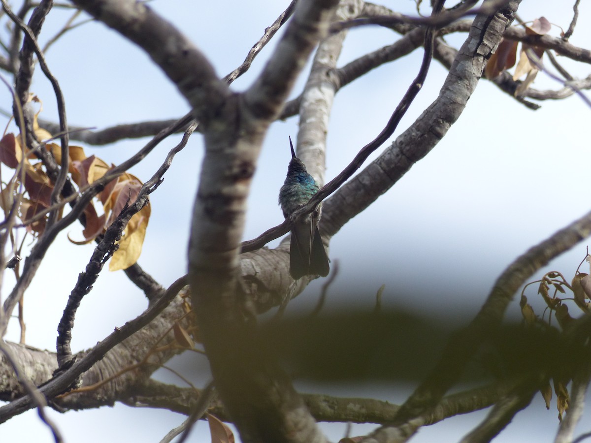 White-vented Violetear - ML645056891