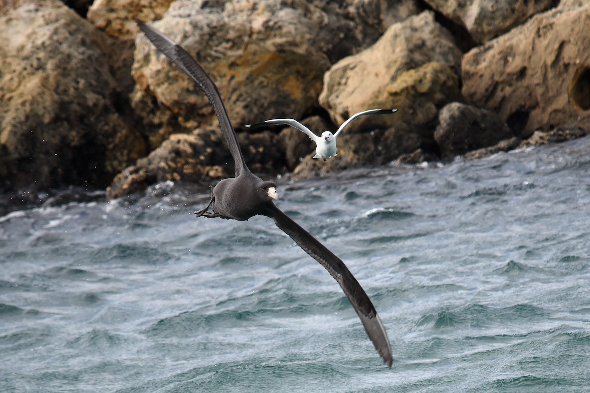 Southern Giant-Petrel - ML64505691