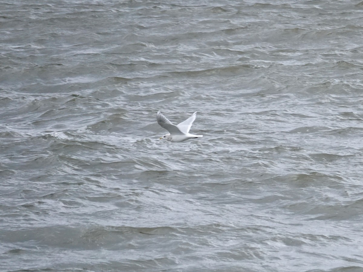 racek polární - ML645056912