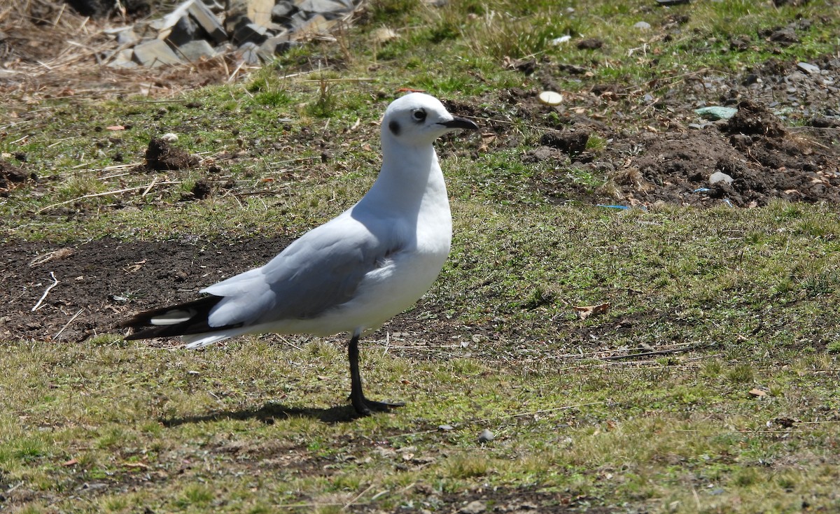 Mouette des Andes - ML645056941