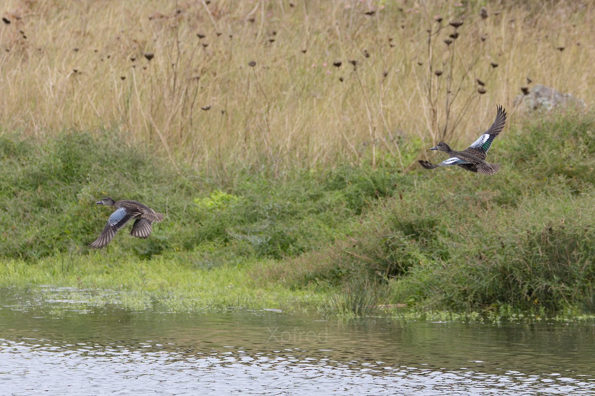 Blue-winged Teal - ML645056944