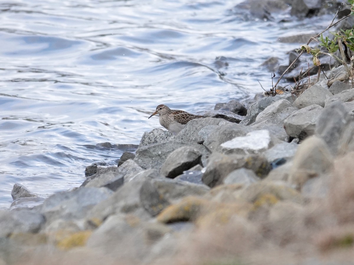 jespák skvrnitý - ML645056952