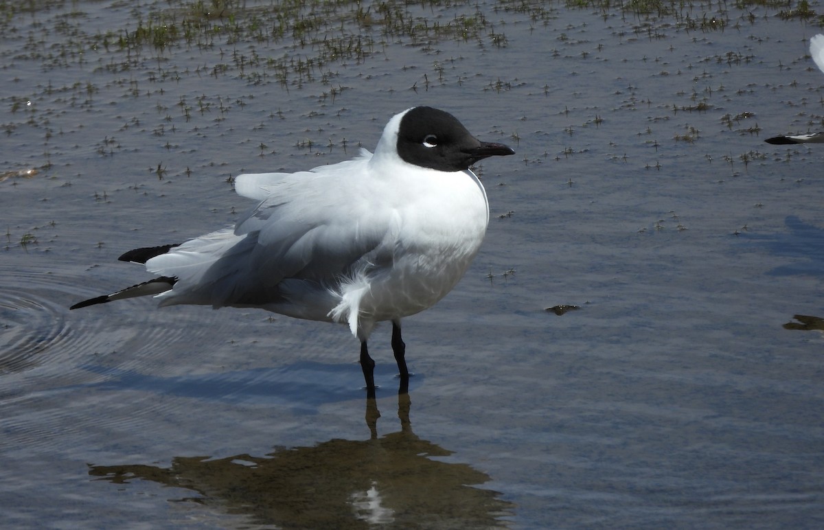 Mouette des Andes - ML645056967
