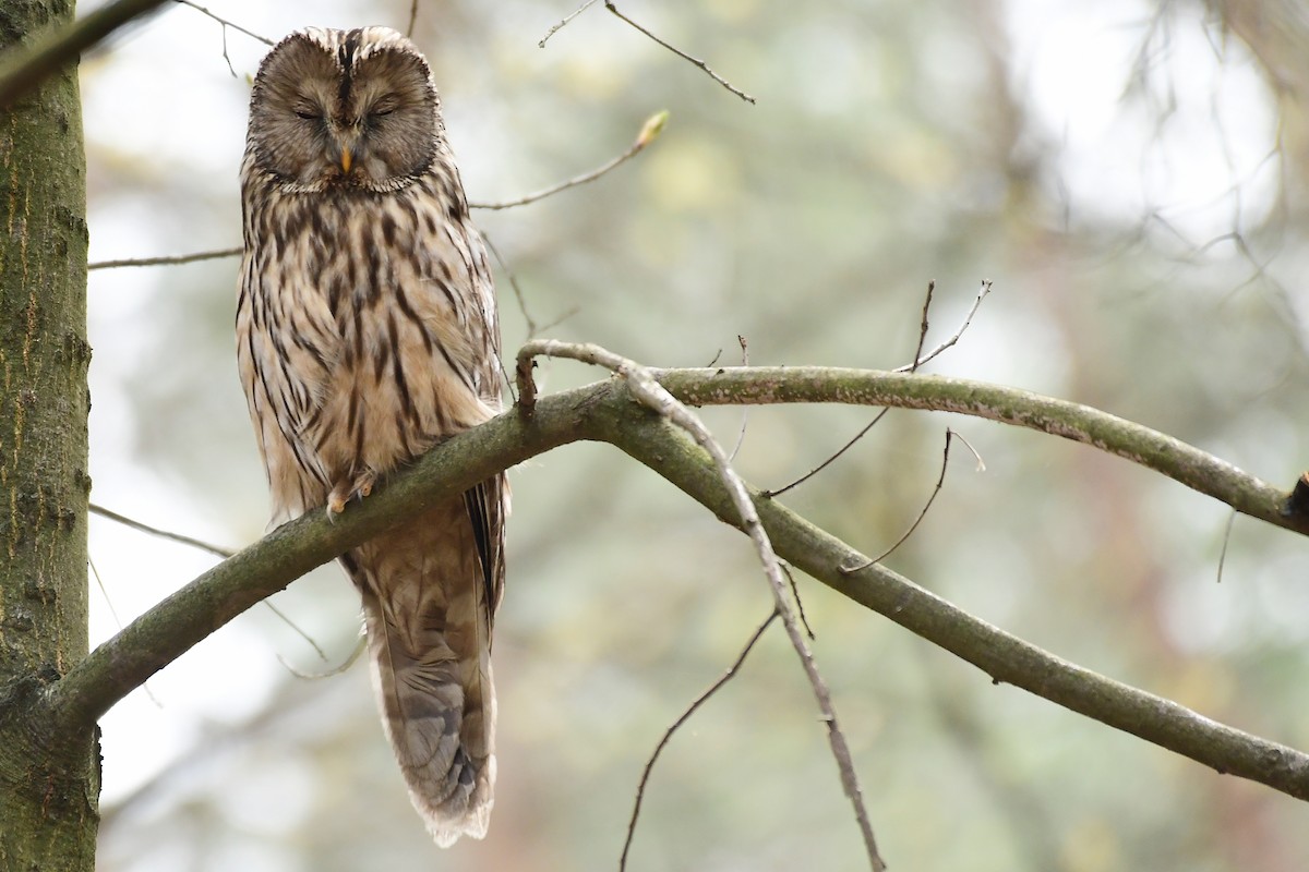 Ural Owl - ML645056969