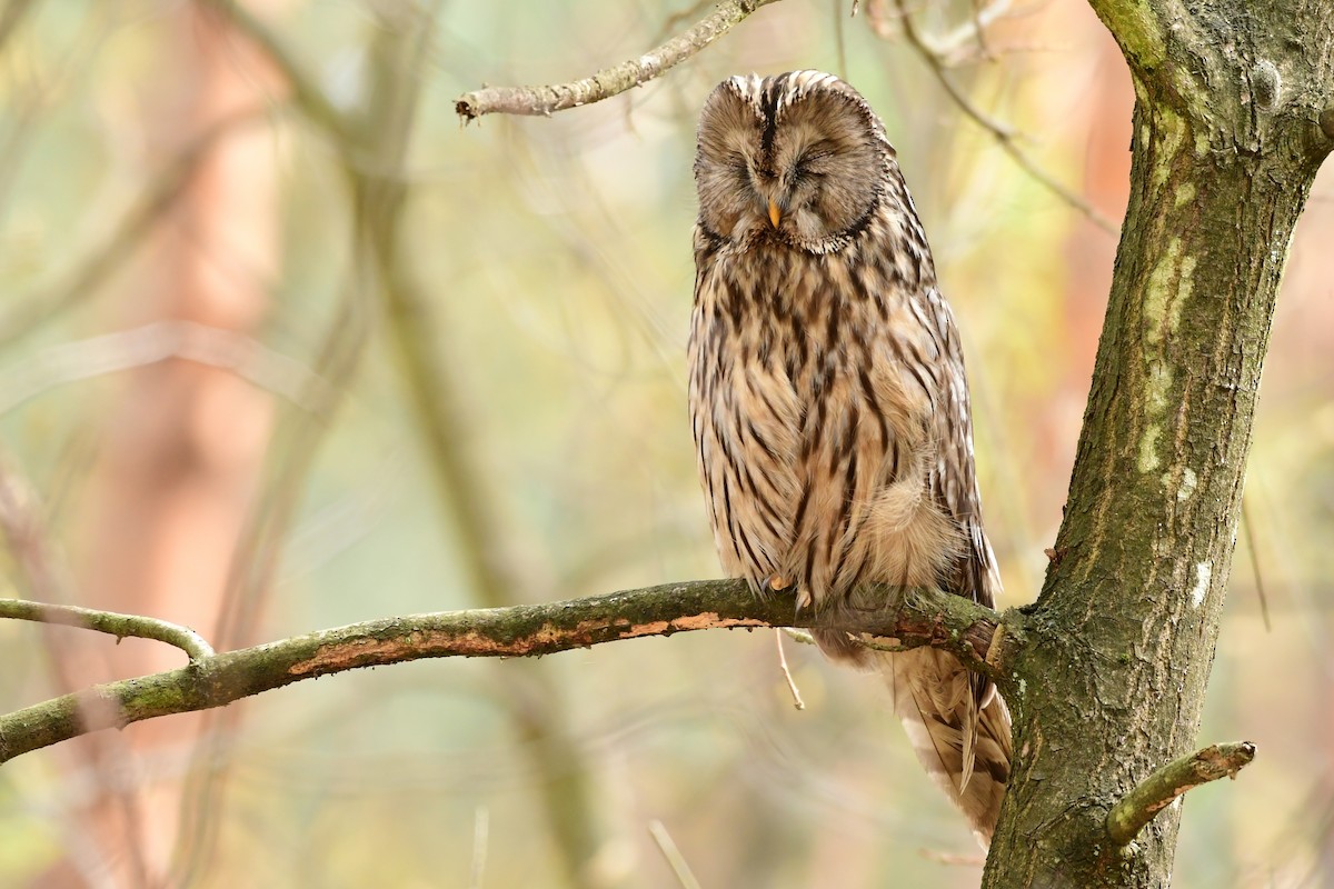 Ural Owl - ML645056970