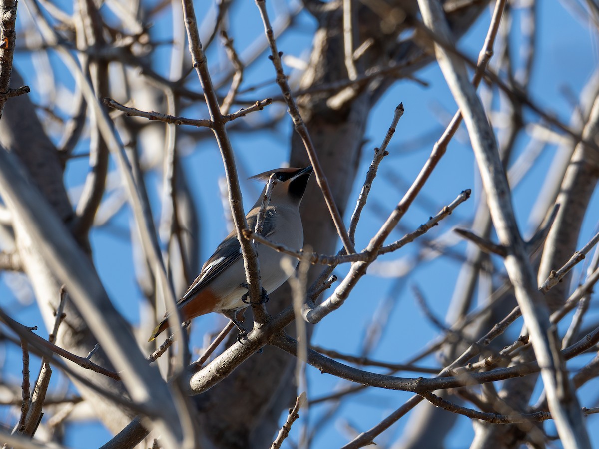 キレンジャク - ML645056977