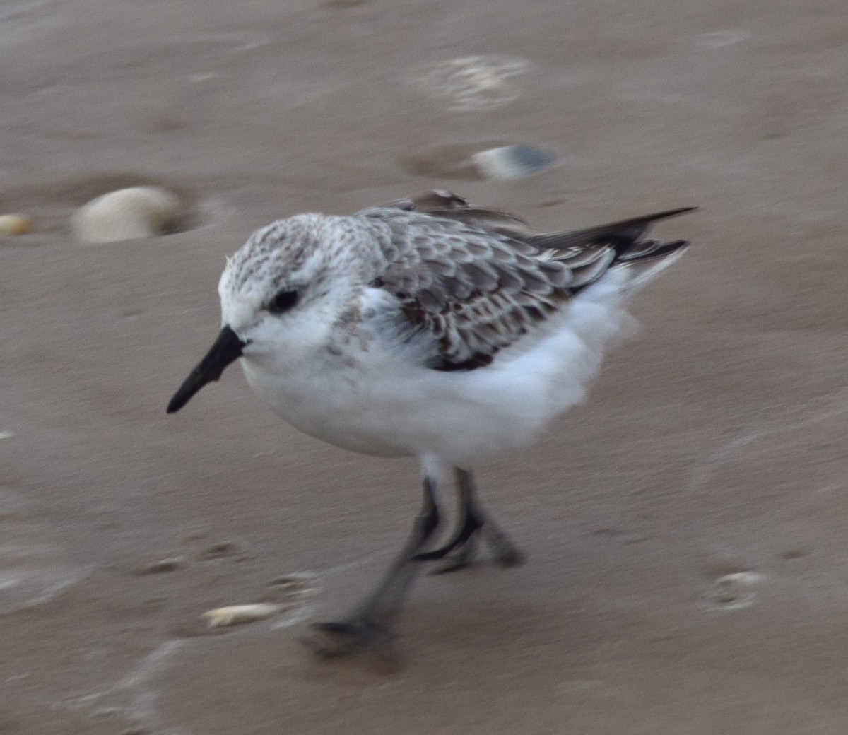 Sanderling - ML645056991