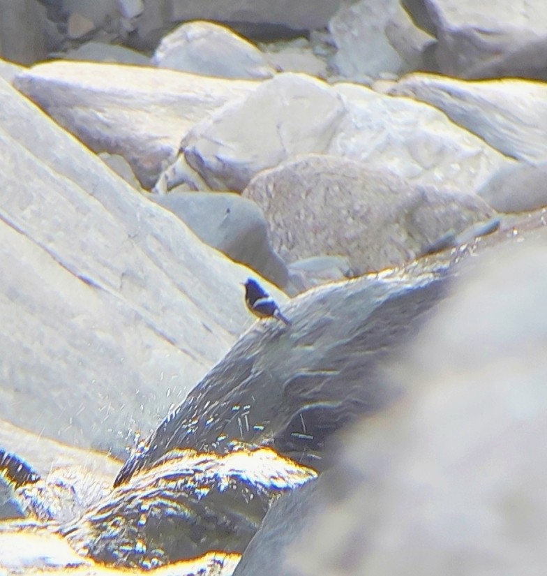 Little Forktail - ML645056992