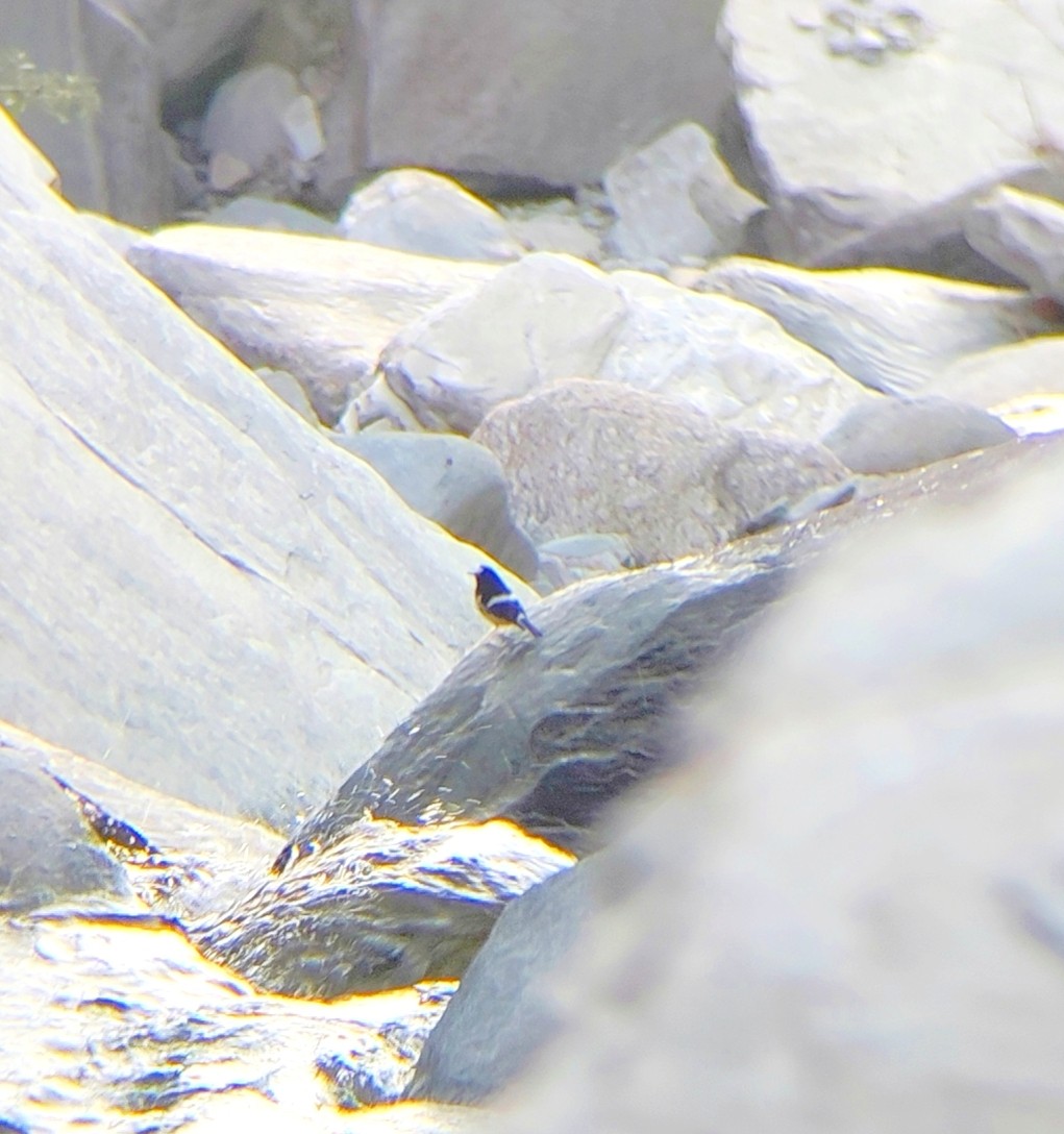 Little Forktail - ML645056993