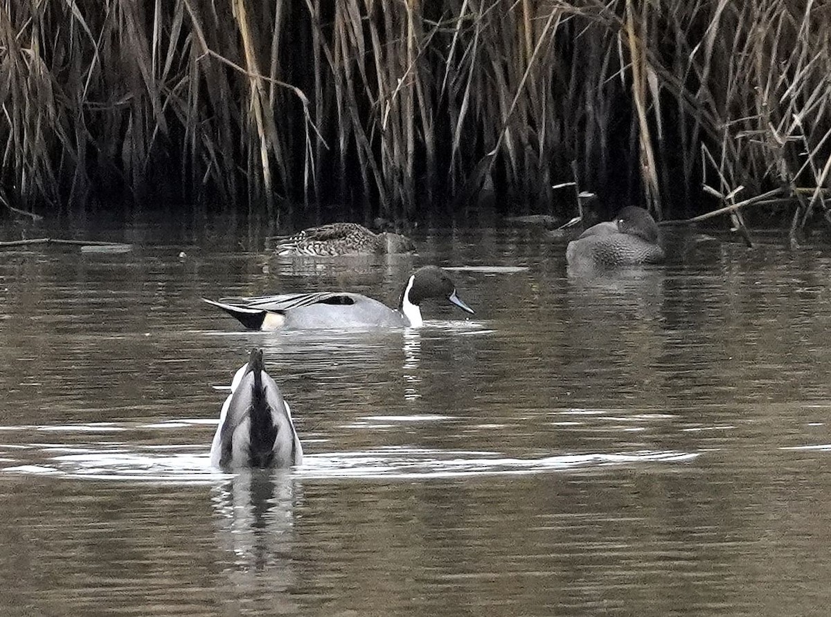 Northern Pintail - ML645056999