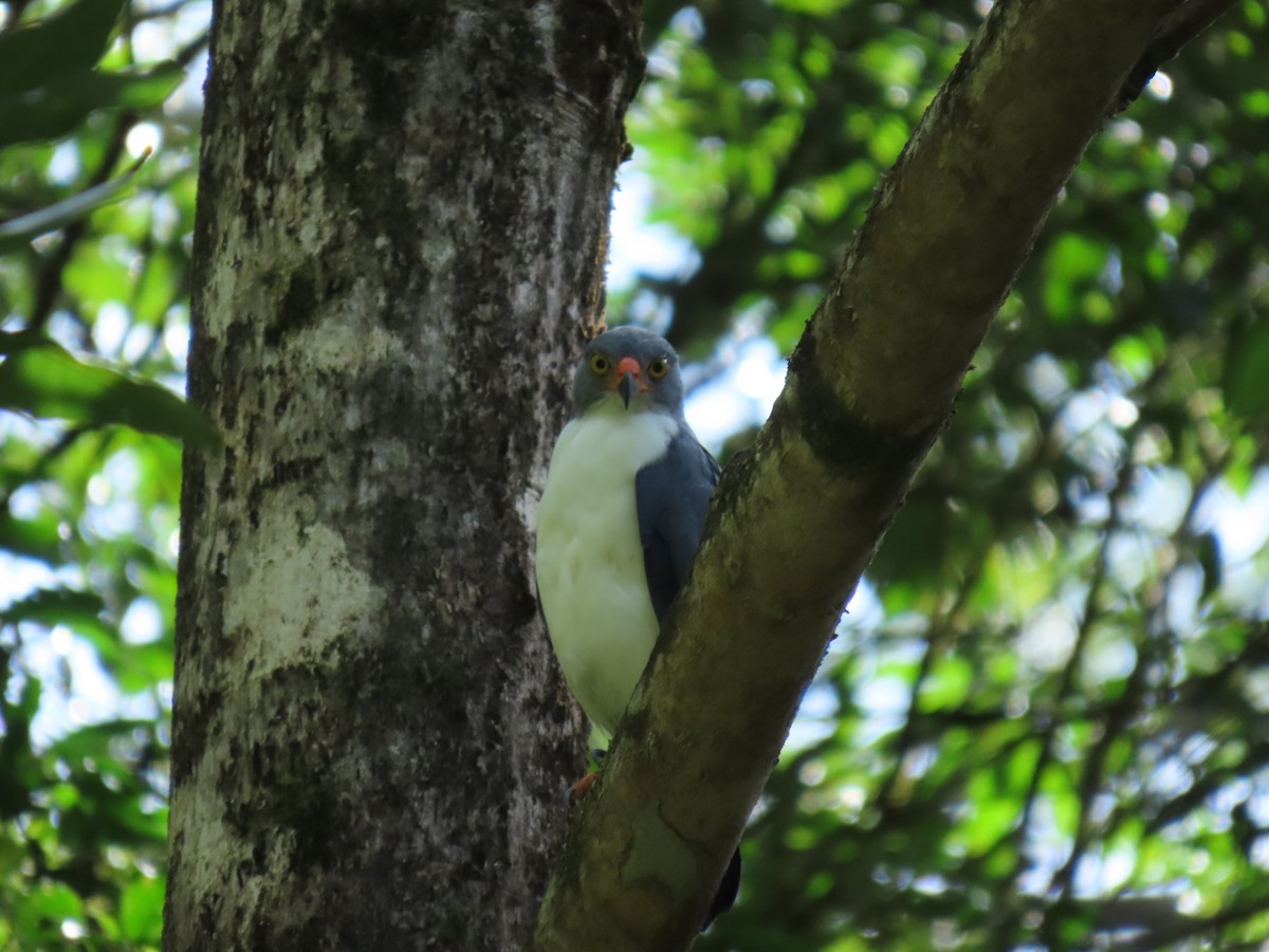 Semiplumbeous Hawk - ML645057013