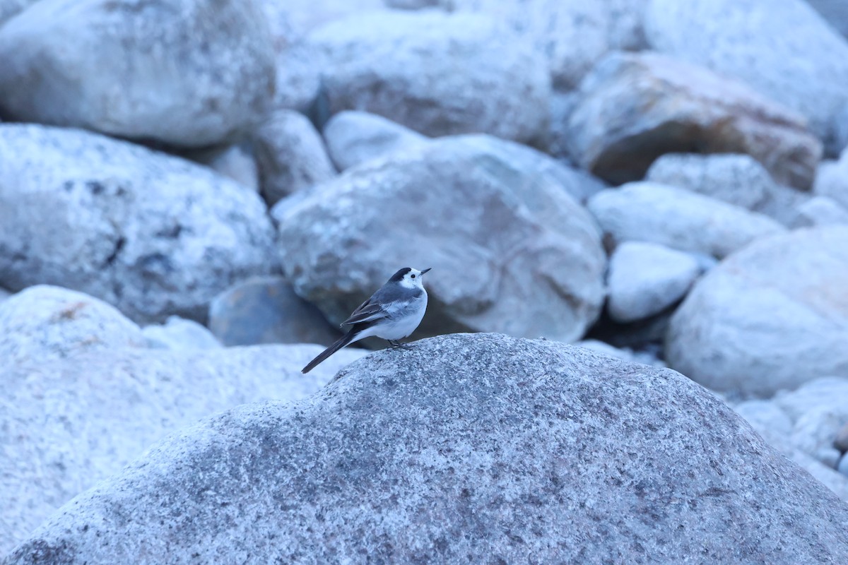 Bergeronnette grise - ML645057014