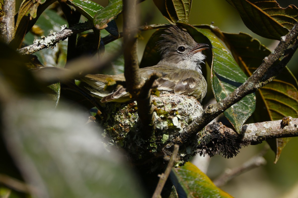 Yellow-bellied Elaenia - ML645057017