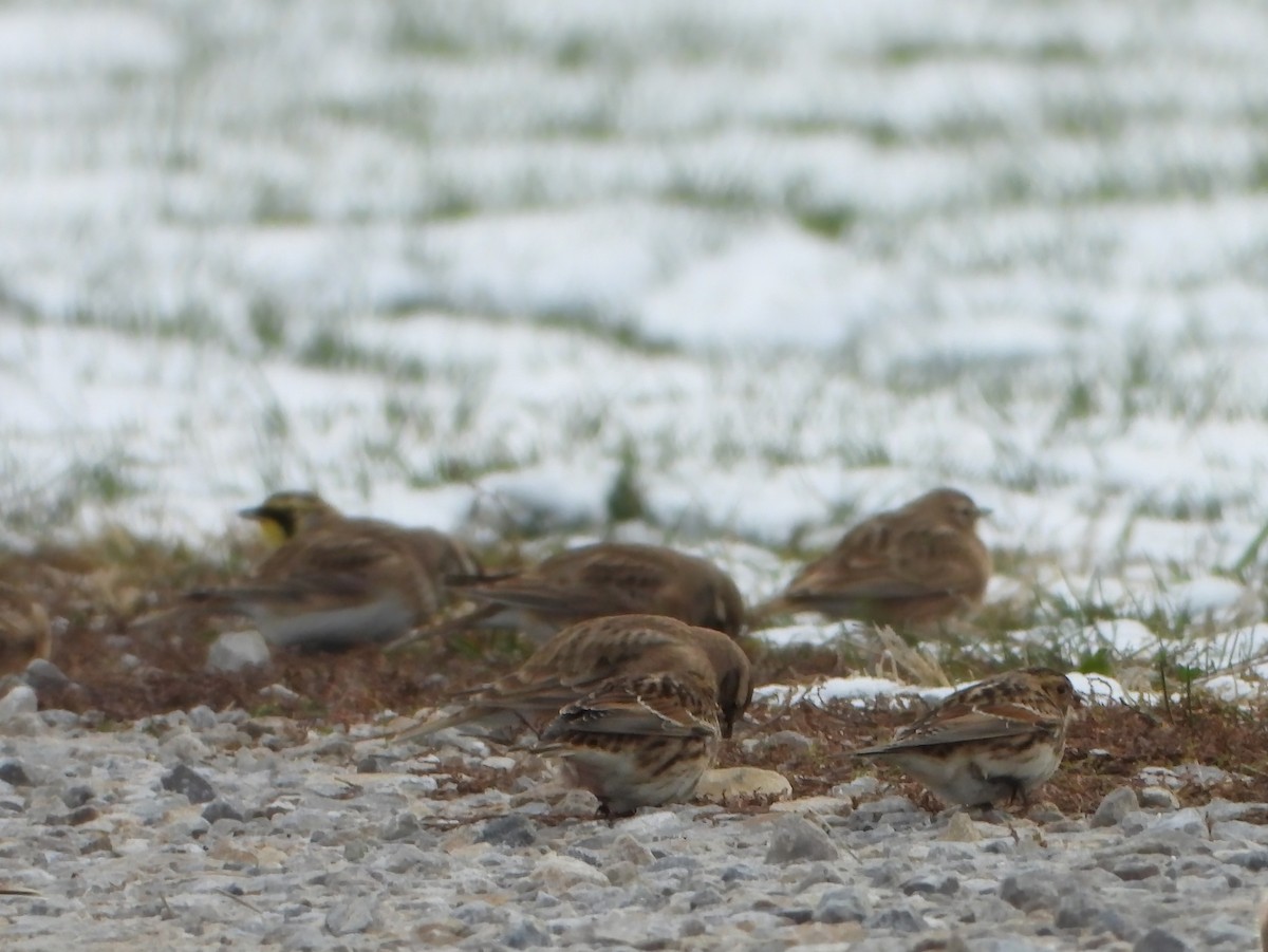 Подорожник лапландський - ML645057031