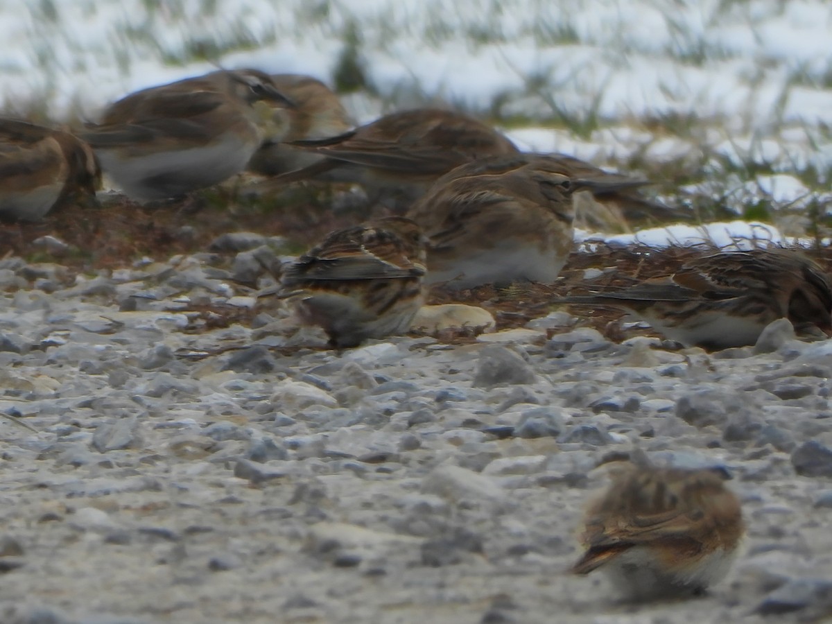 Подорожник лапландський - ML645057032