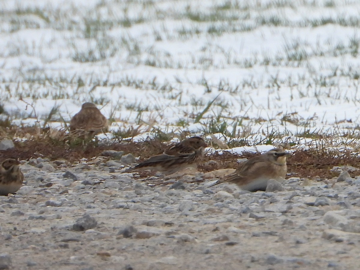 Подорожник лапландський - ML645057033