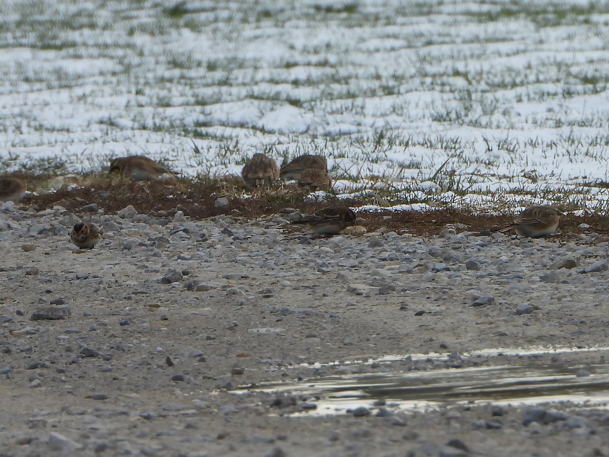 Подорожник лапландський - ML645057034