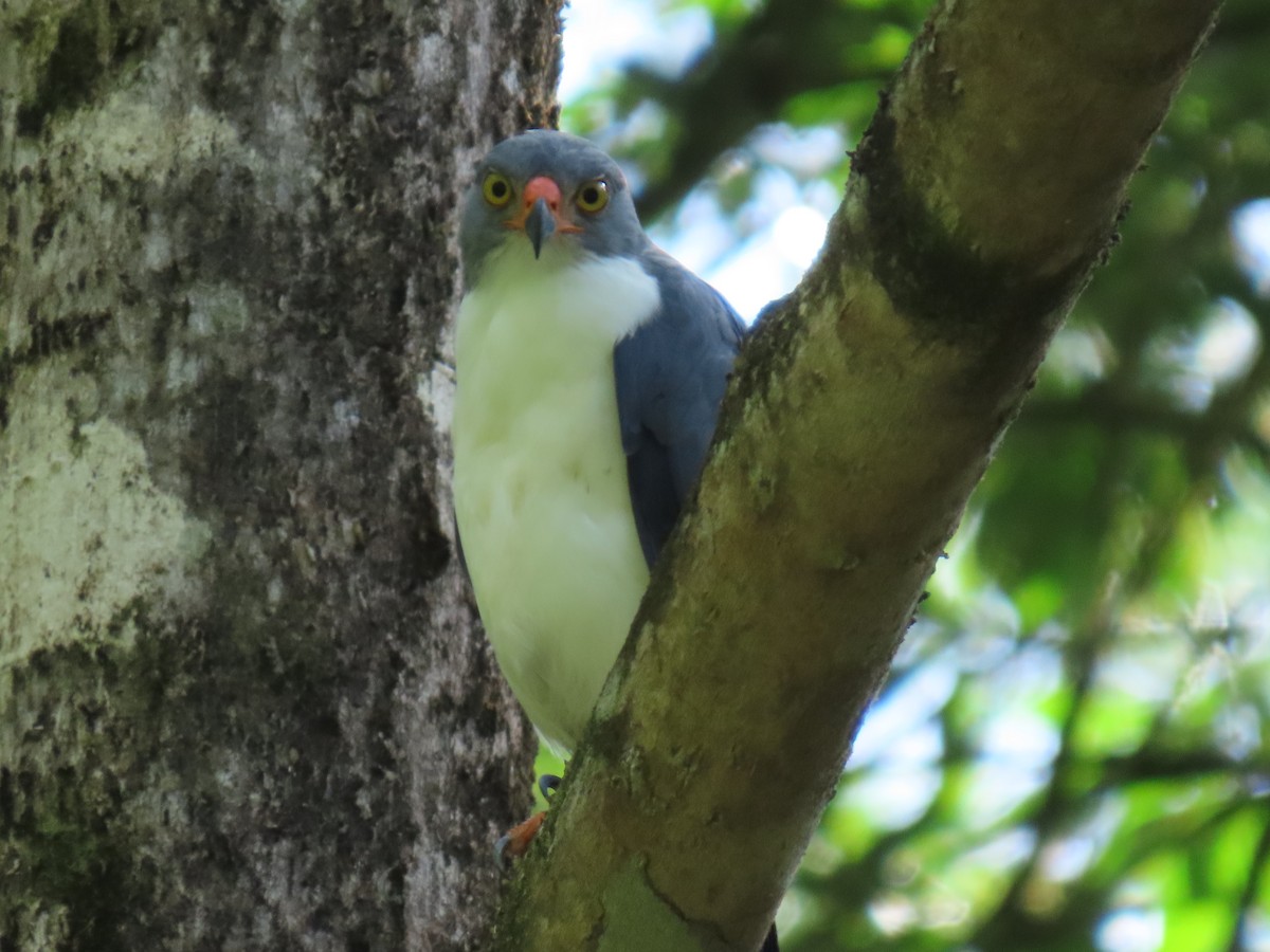 Semiplumbeous Hawk - ML645057038