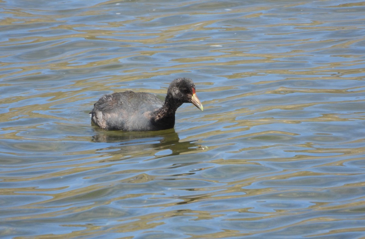 Slate-colored Coot - ML645057052
