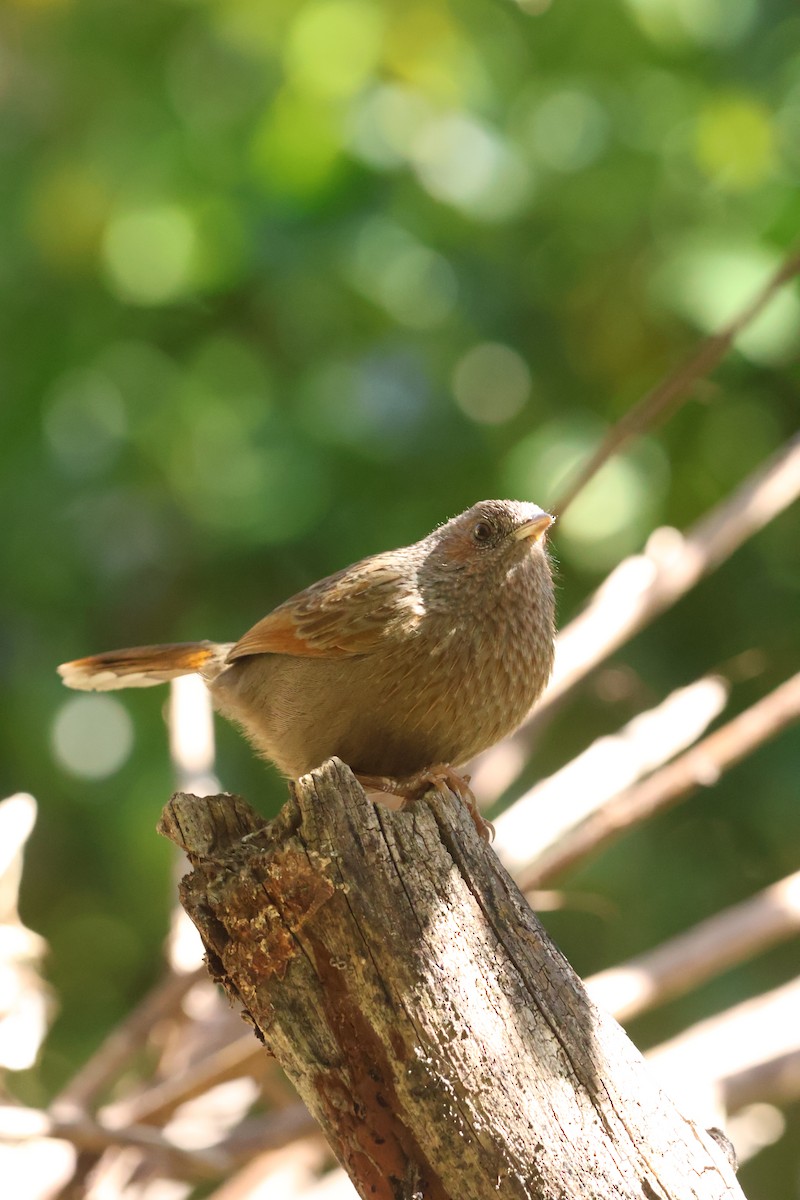 Garrulaxe barré - ML645057064