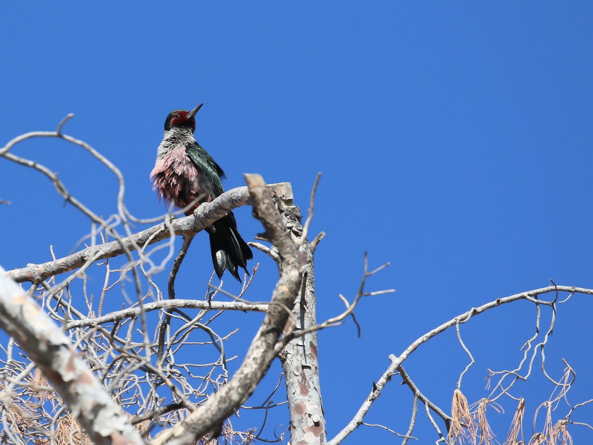 Lewis's Woodpecker - ML645057089