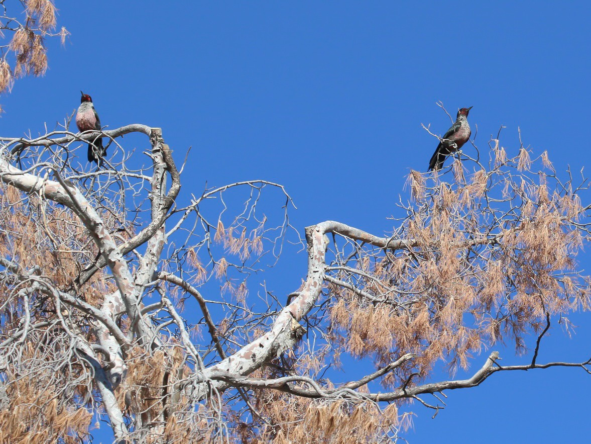 Lewis's Woodpecker - ML645057090