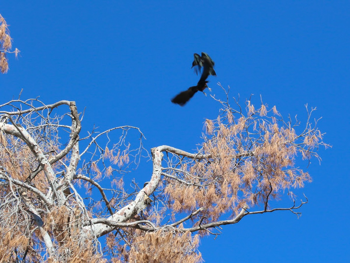 Lewis's Woodpecker - ML645057091