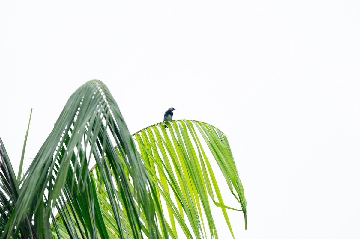 Золотистоголовая танагра - ML645057097