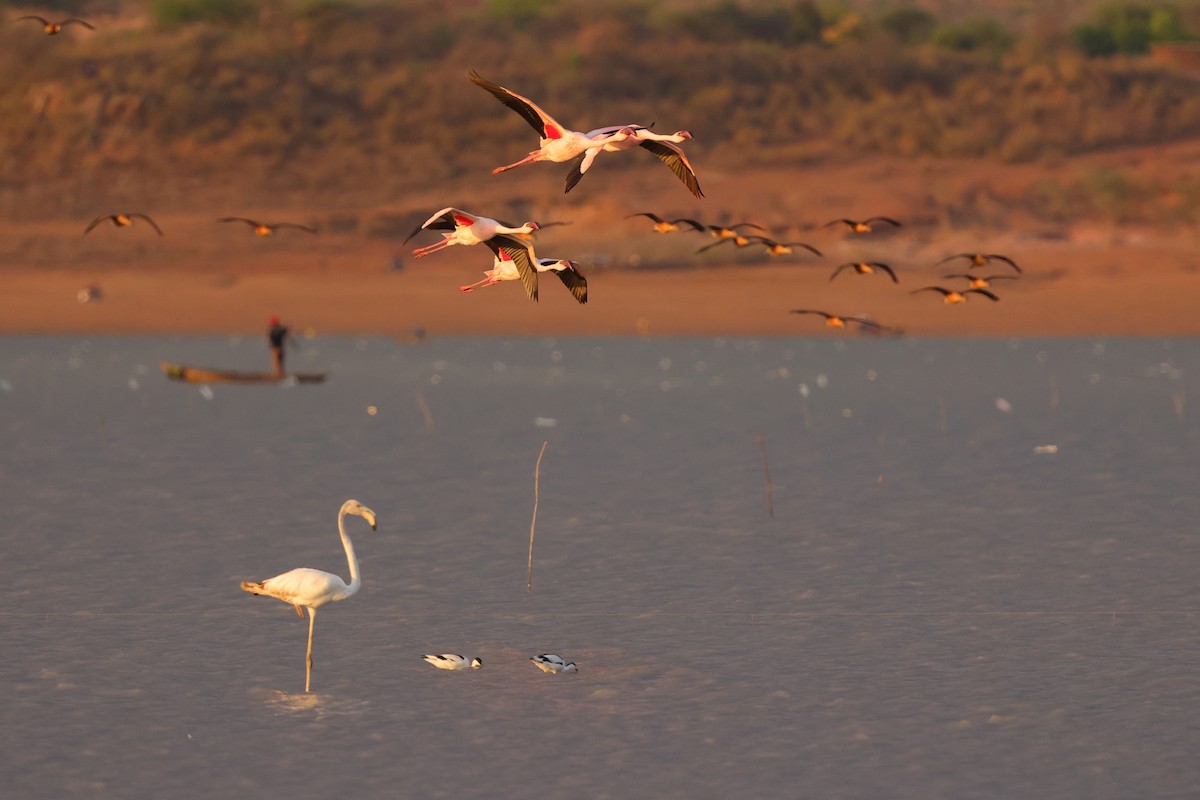 Zwergflamingo - ML645057099