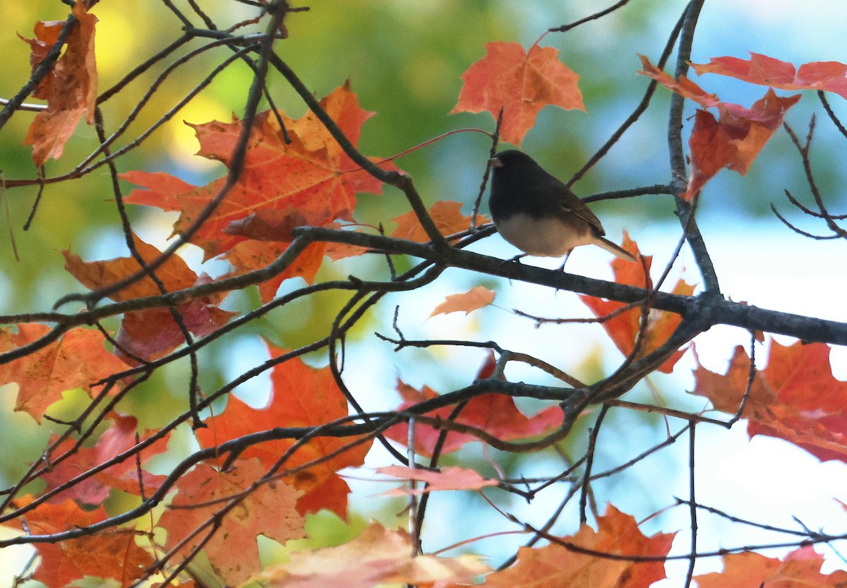 Dark-eyed Junco - ML645057101