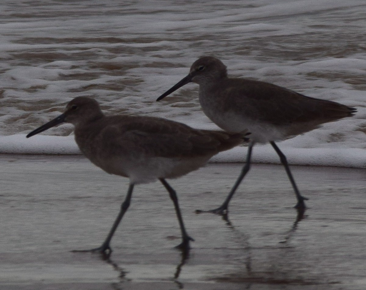Willet - ML645057107