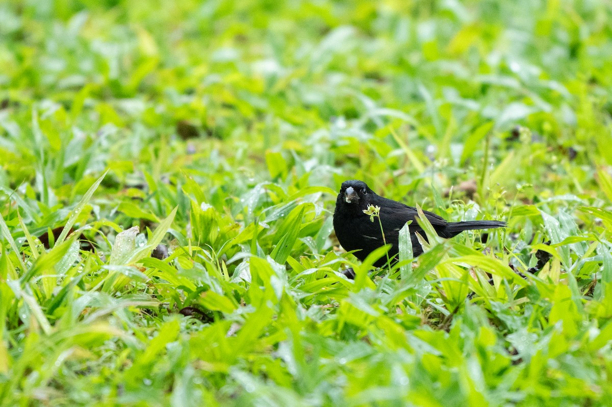 Variable Seedeater - ML645057109