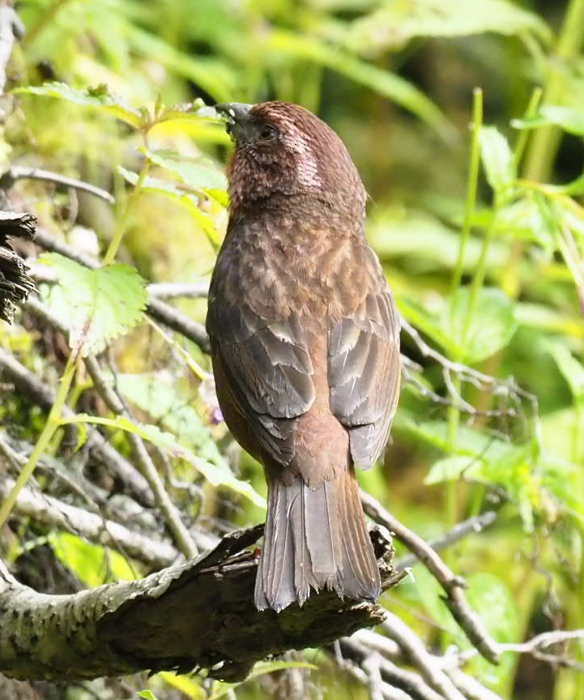 Dark-rumped Rosefinch - ML64505711