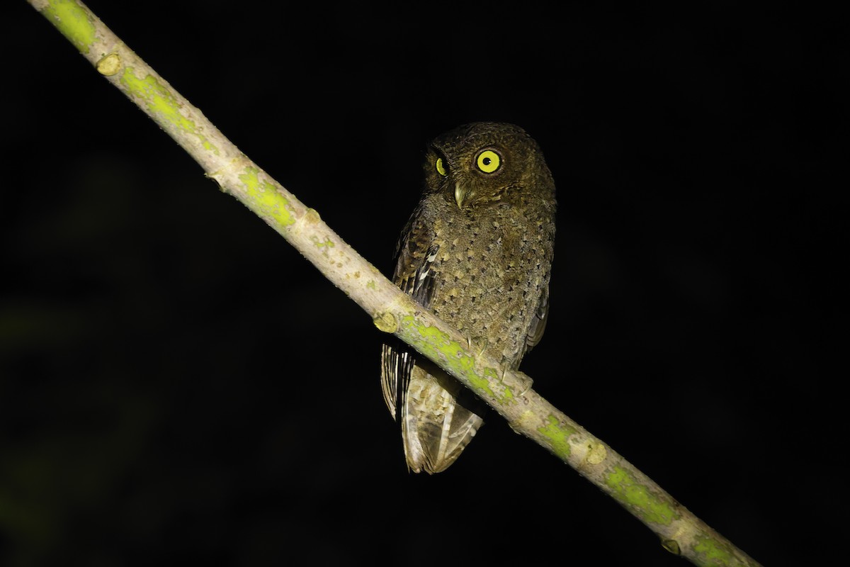 Andaman İshakkuşu - ML645057110