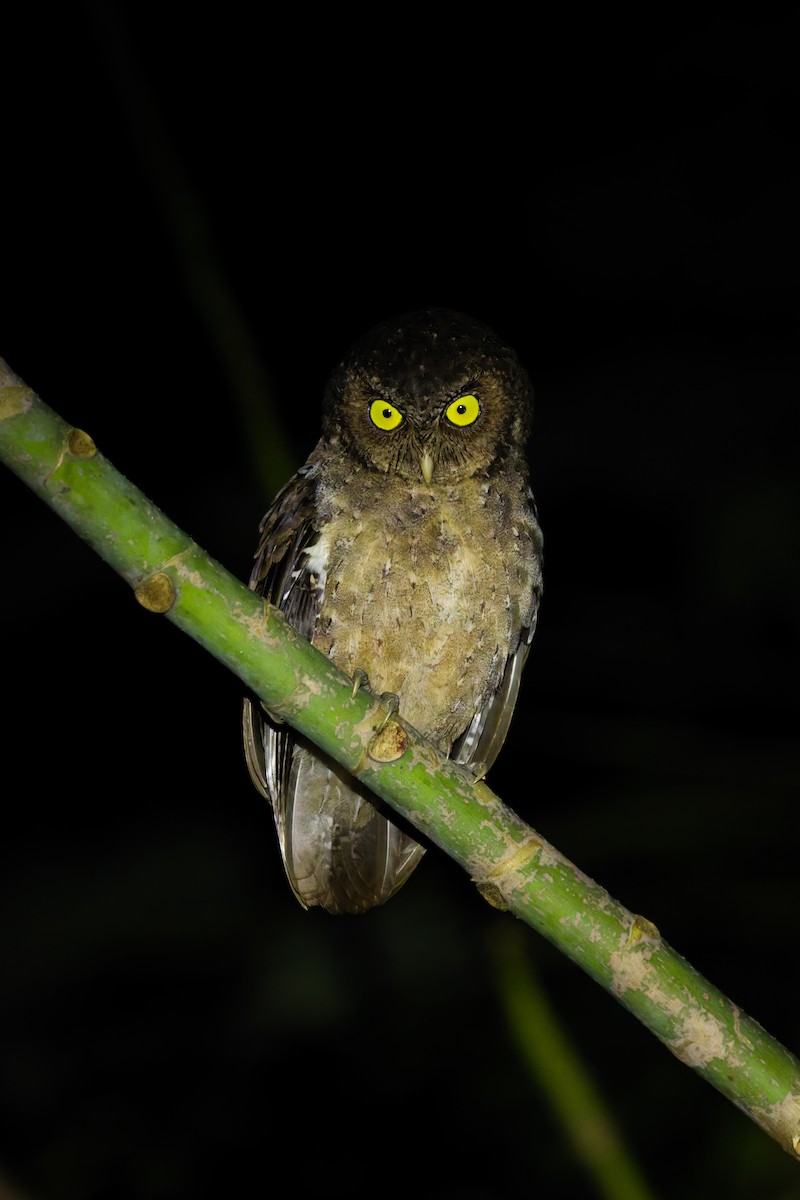 Andaman İshakkuşu - ML645057111