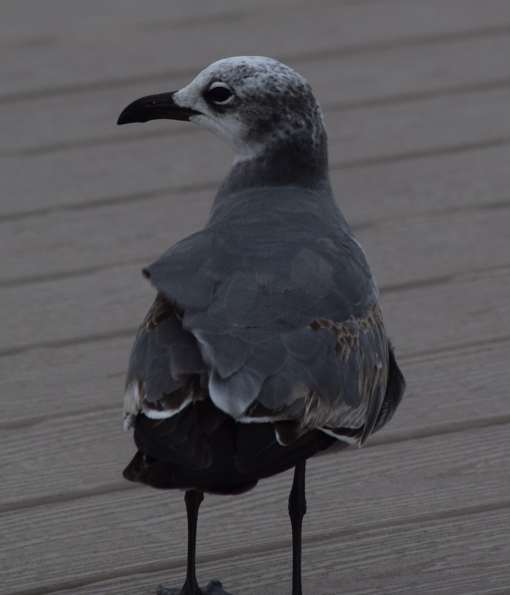 Laughing Gull - ML645057115