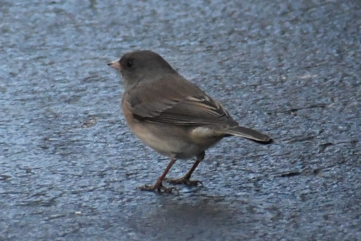 Dark-eyed Junco (Slate-colored) - ML645057123