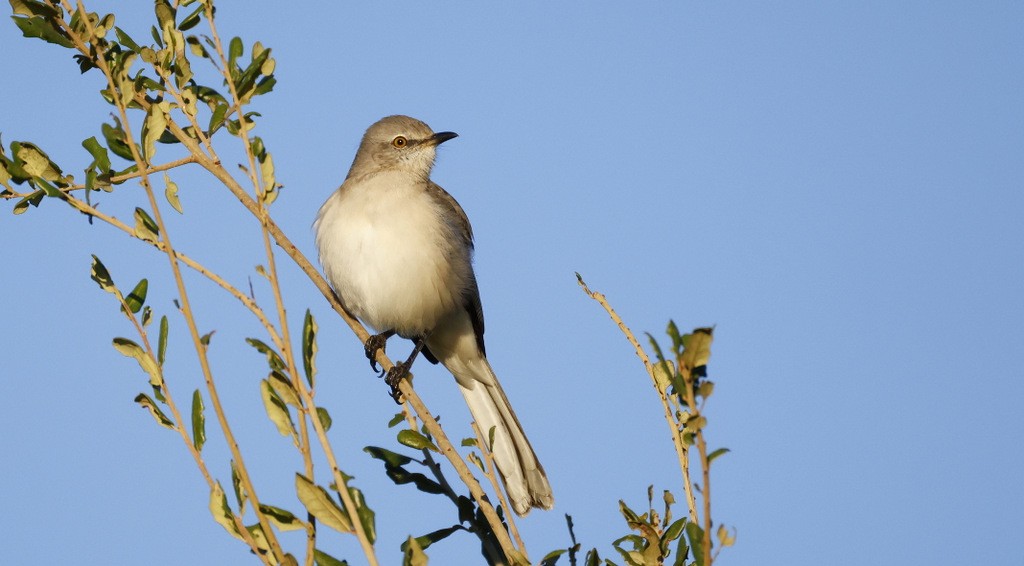 Northern Mockingbird - ML645057124