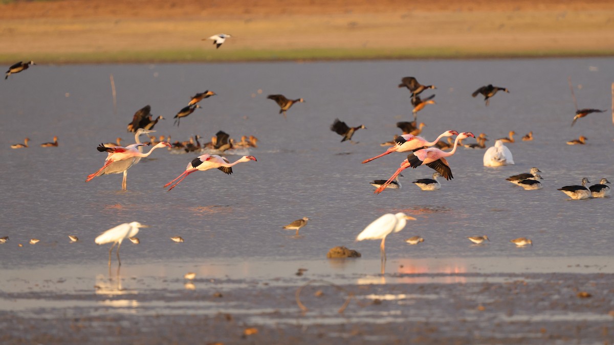 Zwergflamingo - ML645057128