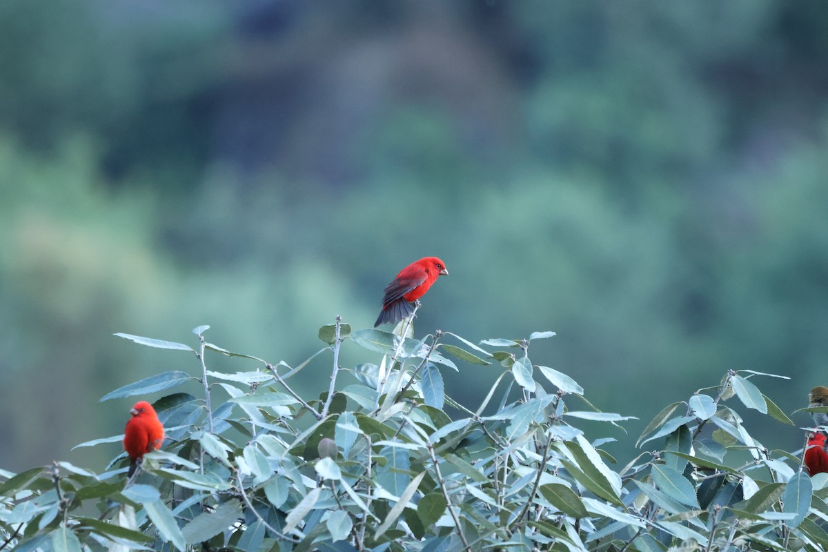 hýl šarlatový - ML645057158