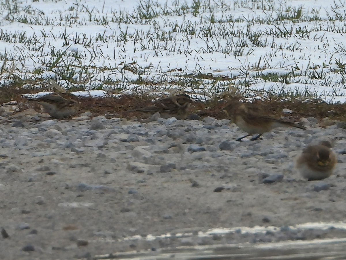 Подорожник лапландський - ML645057163