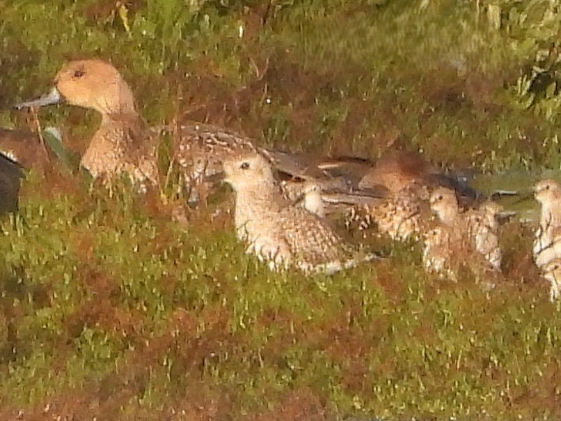 Сивка американська - ML645057166