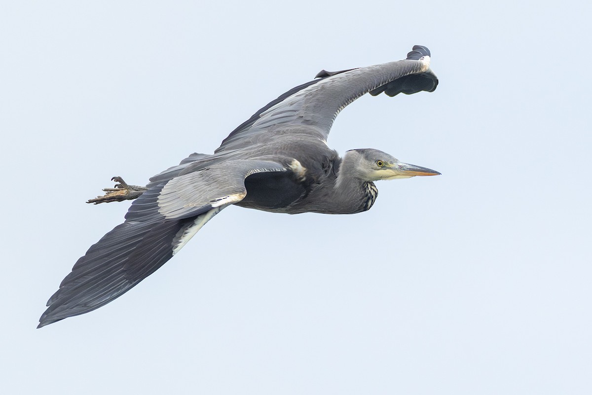 Gray Heron - ML645057179