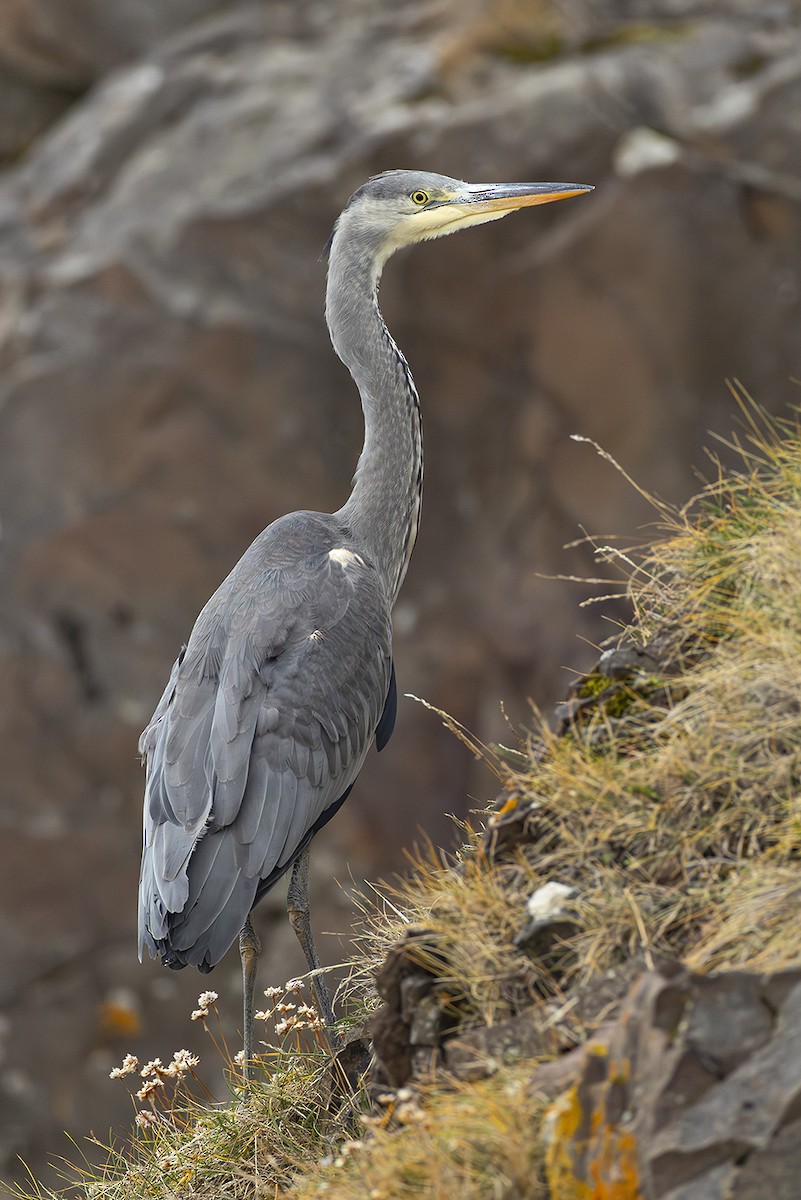Gray Heron - ML645057180