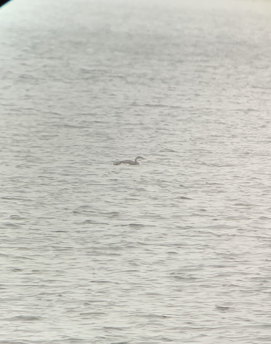 potáplice malá - ML645057185