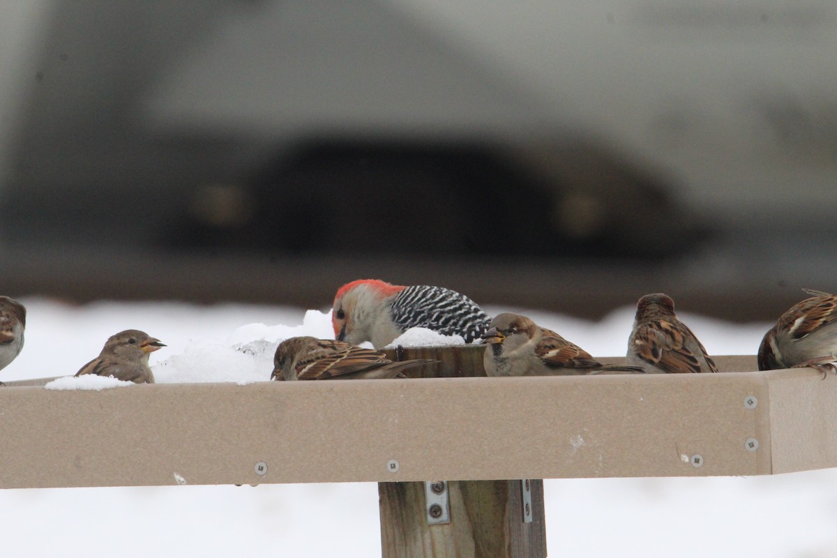 Red-bellied Woodpecker - ML645057189