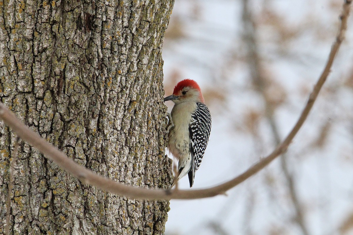Red-bellied Woodpecker - ML645057191