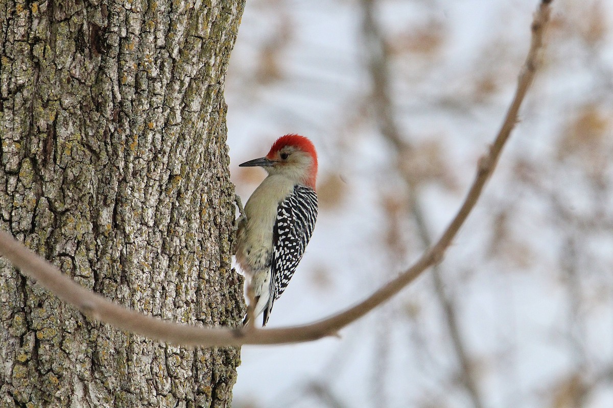 Red-bellied Woodpecker - ML645057192